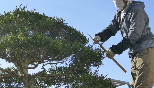 植木屋は大阪で地域密着型のサービスを提供する【二鷹造園土木】へ！～剪定に適した時期はある？～